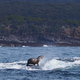 Illustration for article titled Crazy Photo Shows a Seal Using a Whale as a Surfboard